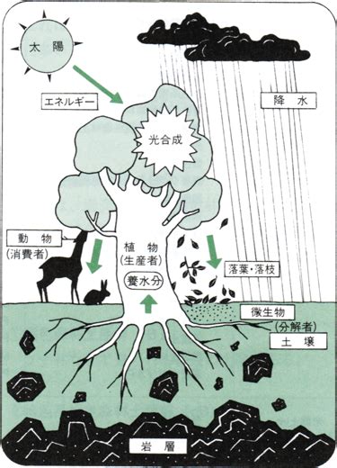 土 動物|森林の土壌動物（森林生態系のしくみと働き）